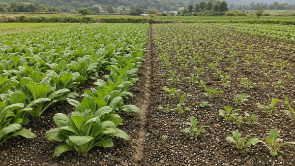 Organic Fertilizers: Why Field Results Vary So Much