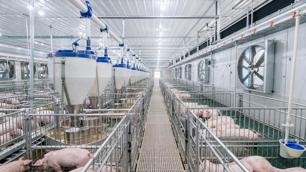 How to compare pig farm equipment before a costly upgrade