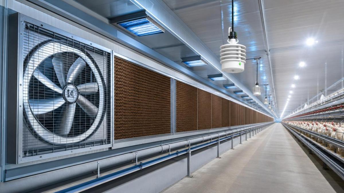 Poultry Ventilation And Temperature Control System: Key Setup Points