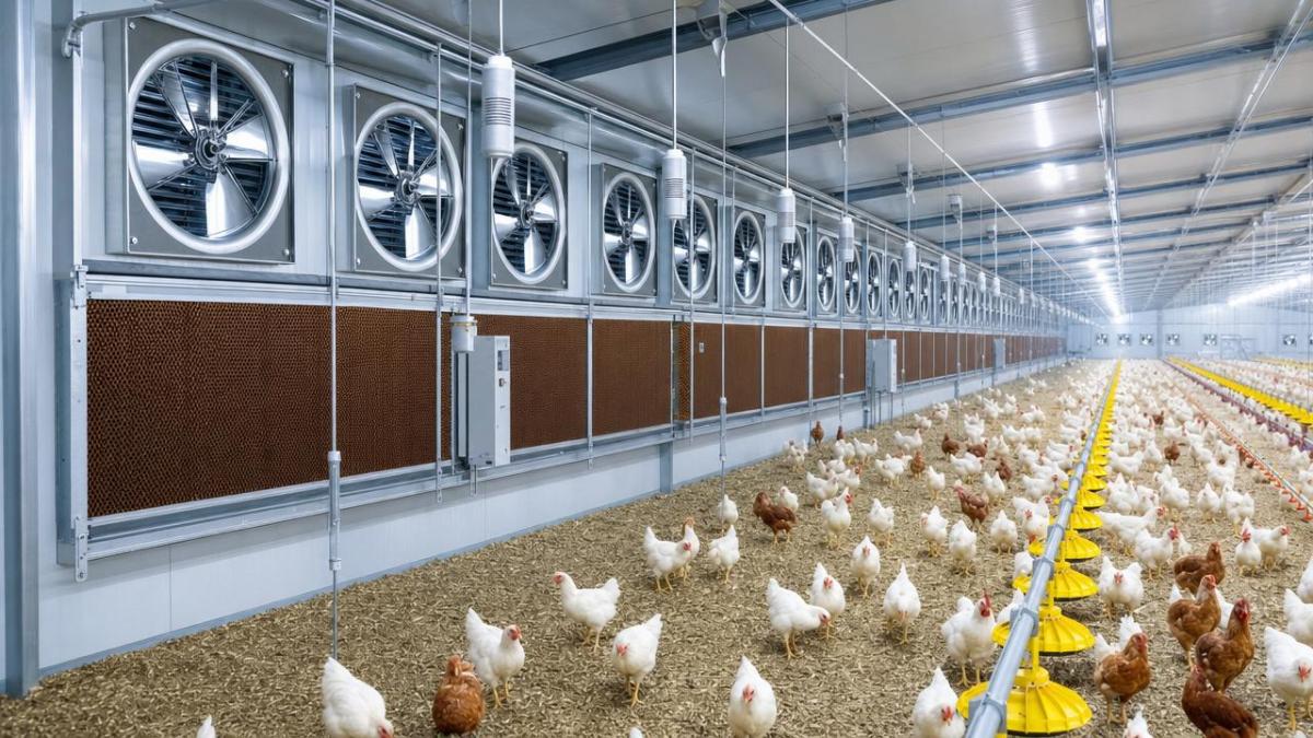 Poultry Ventilation And Temperature Control System: Key Features That Affect Flock Performance