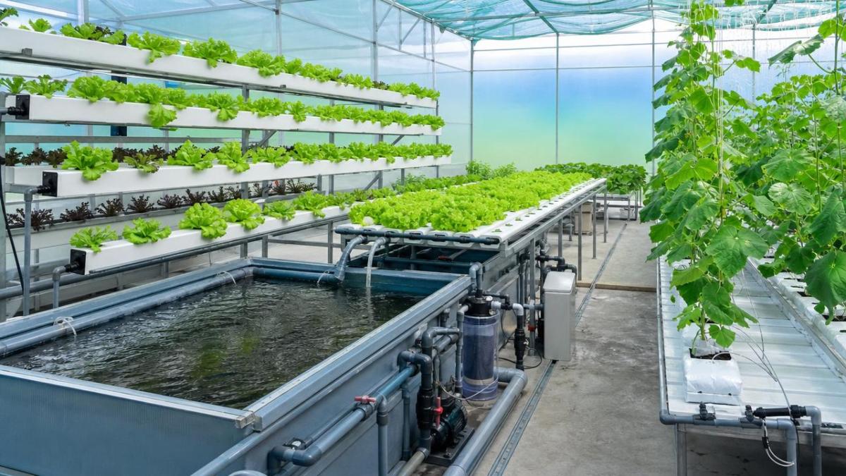 Hydroponic Systems: Setup Choices That Affect Yield and Labor
