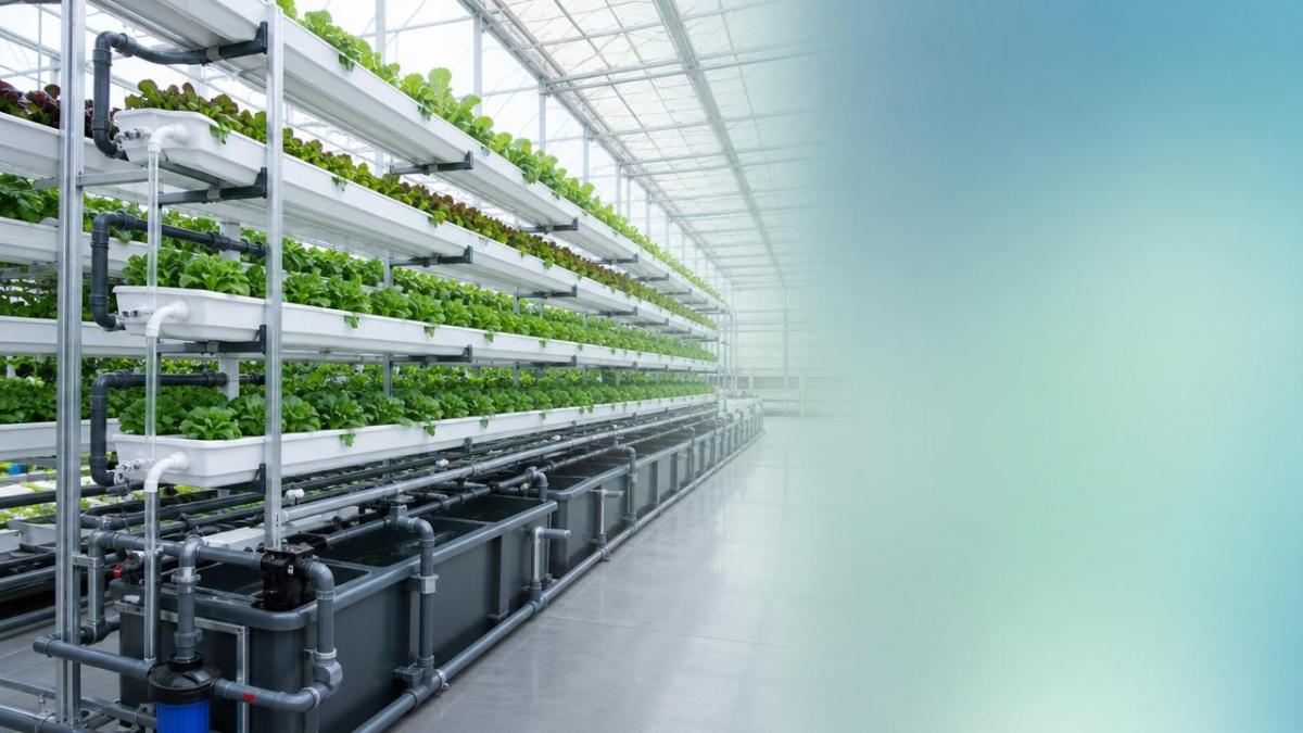 Hydroponic Systems: Which Setup Is Easiest to Scale Without Waste