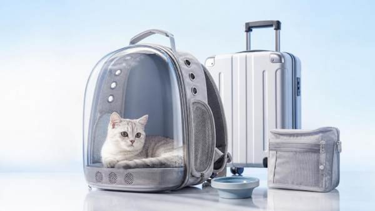 How to Choose a Clear Backpack Pet Carrier for Daily Travel