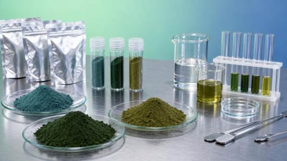 Bulk Spirulina Powder: Why Color and Odor Vary by Batch
