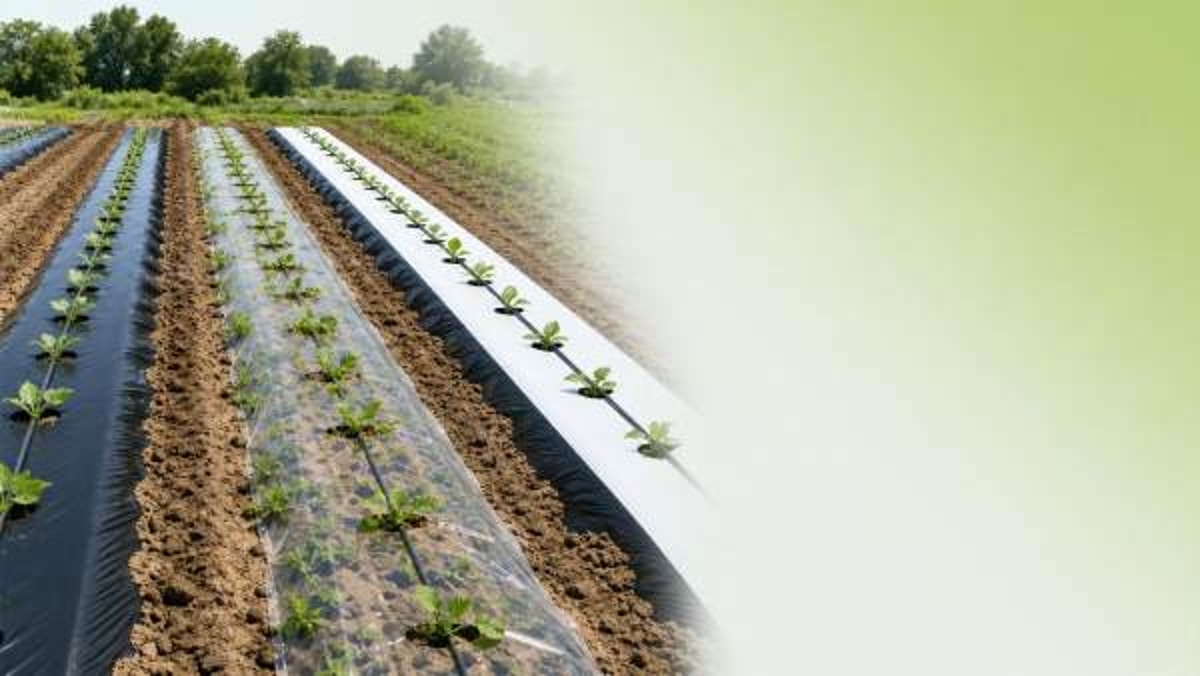 Agricultural plastic mulch film choices that change weed pressure