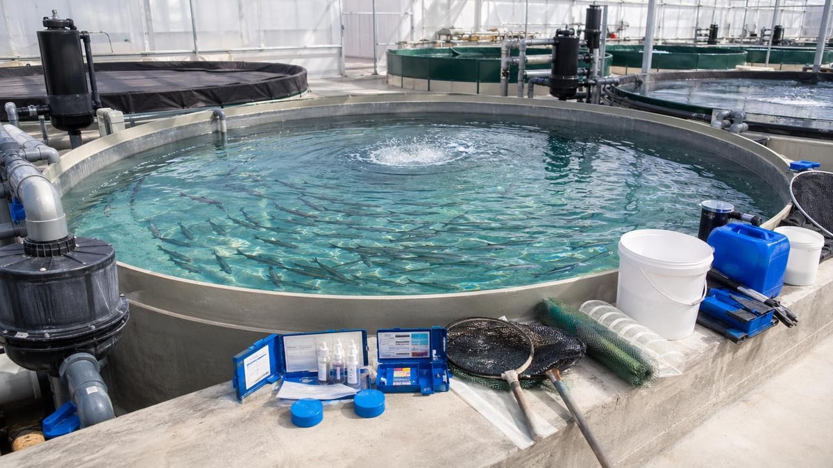 Are cheaper aquaculture supplies raising long-term disease risk?
