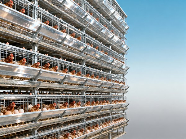 What to check before buying a 30,000-layer H-type automatic battery cage